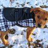 Alpine All-Weather Dog Coat - Black and White Plaid