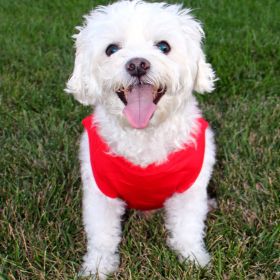 Cotton Dog Tank - Flame Scarlet Red (size: X-Small)