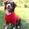 Flex-Fit Dog Hoodie - Red