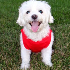 Cotton Dog Tank - Flame Scarlet Red (size: X-Large)