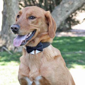 Universal Dog Bow Tie - Black with Starter Collar (size: X-Large)