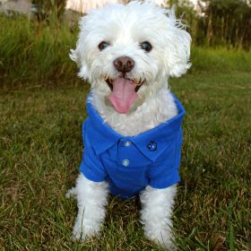 Solid Dog Polo - Nautical Blue (size: X-Large)