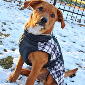 Alpine All-Weather Dog Coat - Black and White Plaid (size: large)