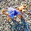 Purple Butterfly Dog Dress with Matching Leash