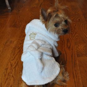 White Gold Crown Cotton Dog Bathrobe by Doggie Design (size: X-Large)