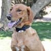 Universal Dog Bow Tie - Black with Starter Collar