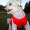 Cotton Dog Tank - Flame Scarlet Red